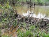 Beaver Dam