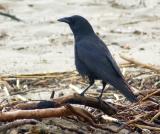 A crow at the beach