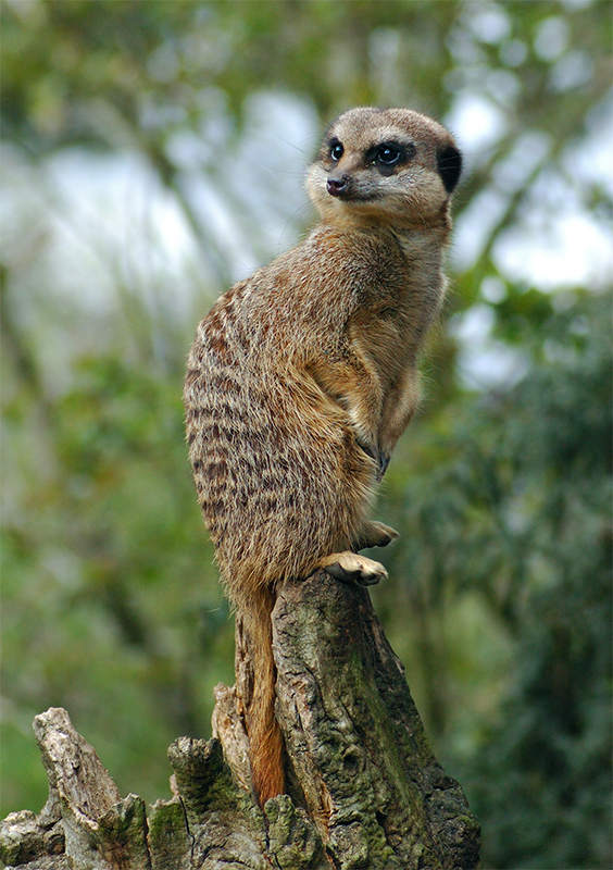 Slender tailed Meerkat