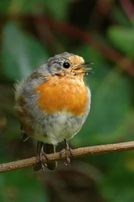 A young Robin jpg