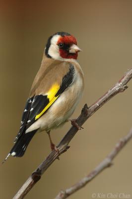 British Goldfinch (Carduelis carduelis)