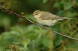 Willow warbler (Phylloscopus trochilus)