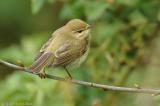 Willow warbler (Phylloscopus trochilus)