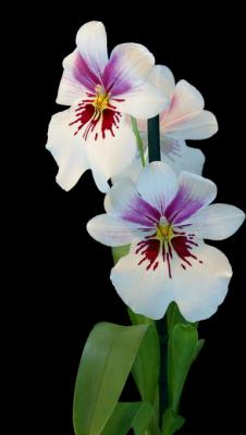 white purple  orchid