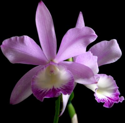 mauve orchids