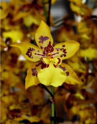 yellow star orchid