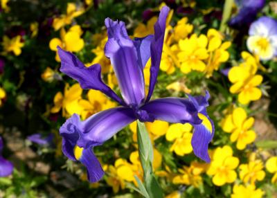blue iris 2
