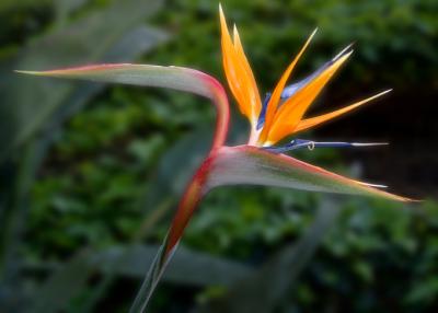 Bird of Paradise 6
