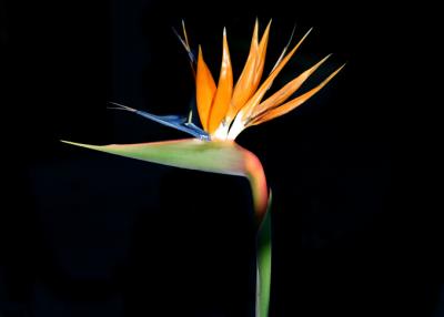 Bird of Paradise 7
