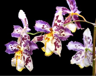 Purple yellow butterfly orchids