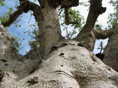 Baobab.