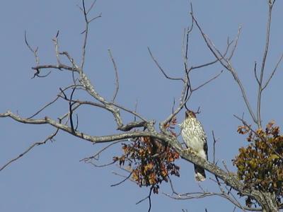 Sharp-shinned Hawk