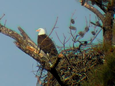 Bald Eagle