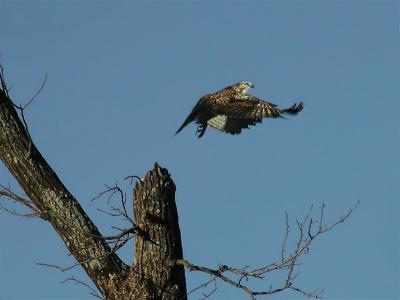 u18/nomantra/medium/8386034.hawk_final.jpg