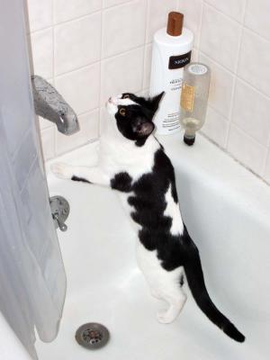Shower Kitty