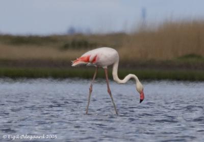 Stor Flamingo (Phoenicopterus roseus))