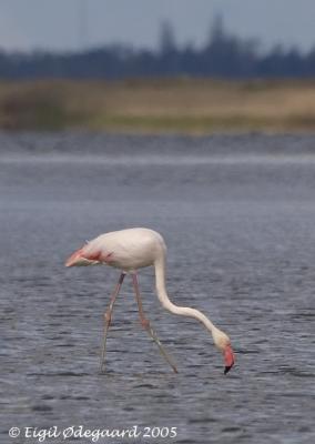 Stor Flamingo - Denmark 2005