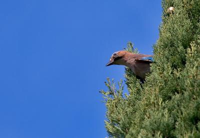 Eurasian Jay