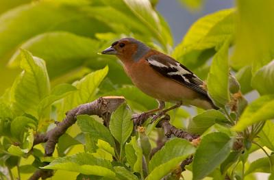 Chaffinch with larvae in beak