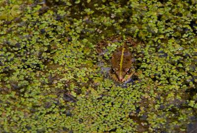 Frog, Esculenta sp