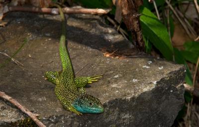 Green Lizard, Male
