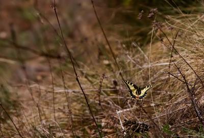 Swallowtail, butterfly