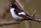 European Pied Flycatcher, singing