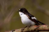 European Pied Flycatcher, singing