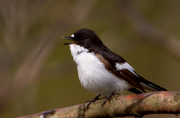 European Pied Flycatcher, singing