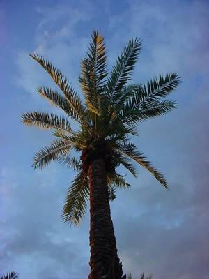 palm tree in the desert