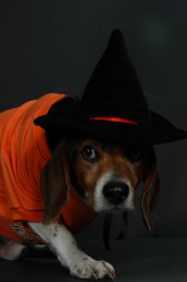 Sneaky witch dog, Conan
