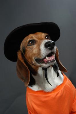 Baret Beagle - Conan