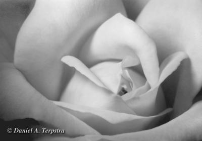 serene-rose.jpg