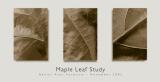 leaf_study.jpg