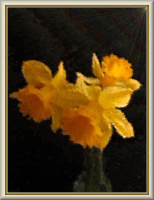 Illuminated Daffodilsby dboogie