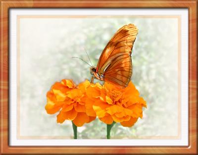 Orange Blossom Special by DebbieB