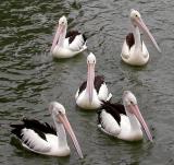 <b>5th Place</b><br>Pelicans 5<br>by Jackeroo