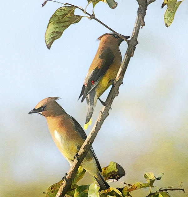 Cedar Waxwing