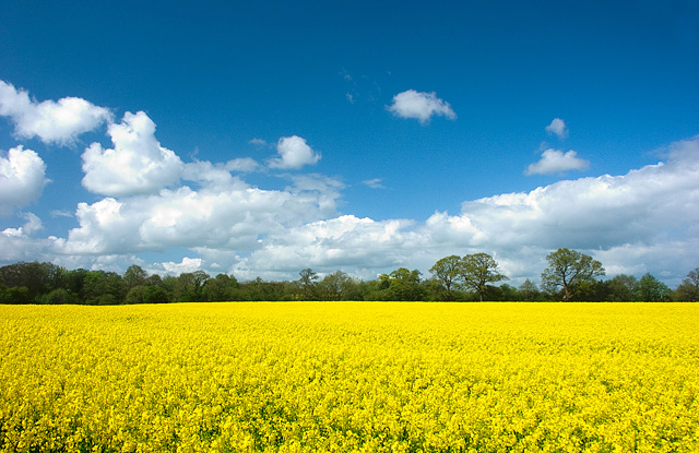 Bickford Canola