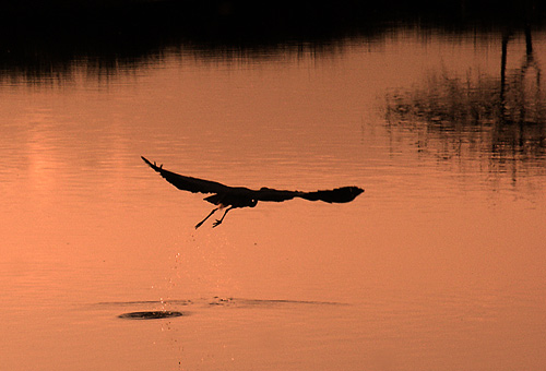 Heron taking off