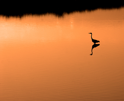 Heron