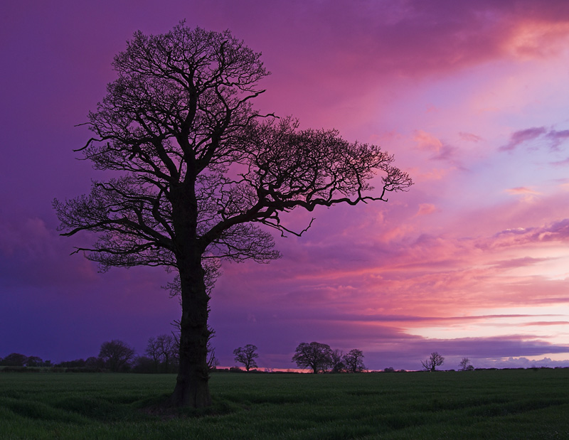 Sunset Tree