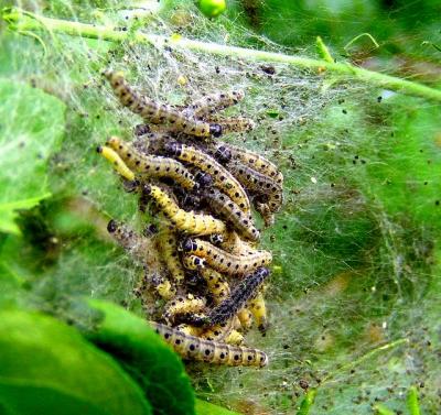 Caterpillars