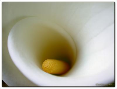 Calla Spiral