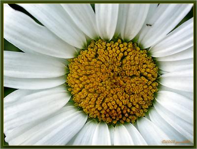 Daisy