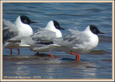 Mouette de Bonaparte (Sainte-Catherine)