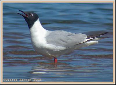 Mouette de Bonaparte (Sainte-Catherine)