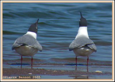 Mouette de Bonaparte (Sainte-Catherine)