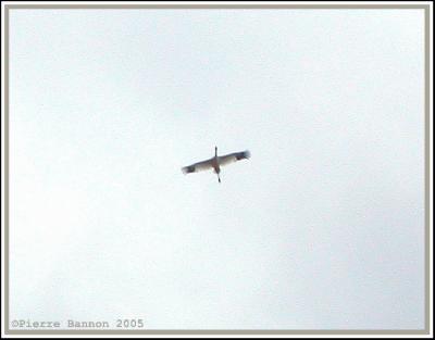 Grue blanche (Whooping Crane) Maple Grove, Qc.: 3 mai 2005
