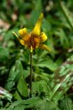 DSCF1733.jpg